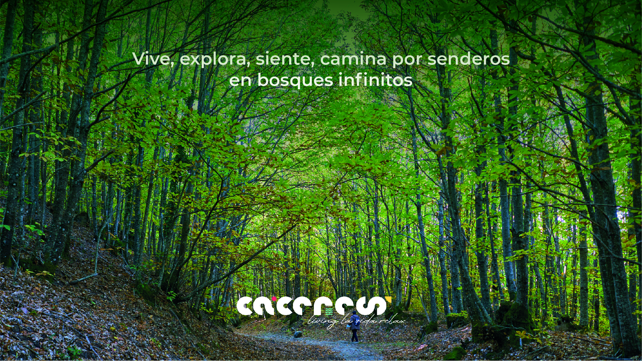 Creatividad de la marca de la provincia de Cáceres de un bosque de castaños diseñada por Insertus